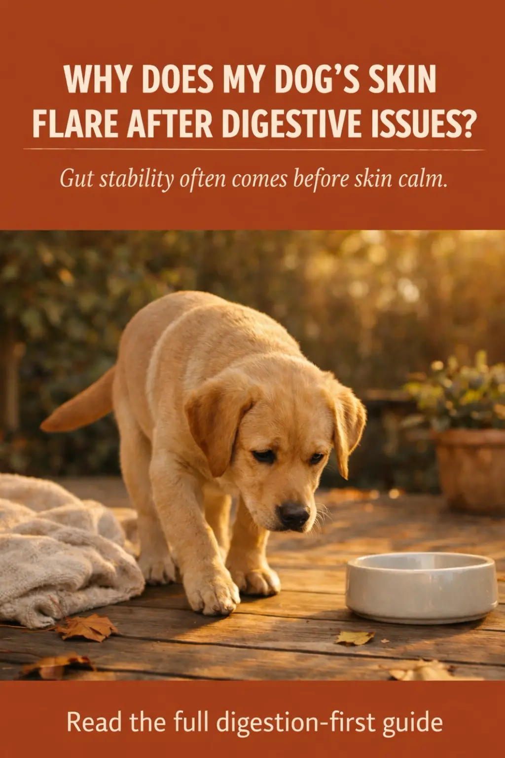 Simple turkey and pumpkin dog bowl used as a digestive base during skin allergy observation